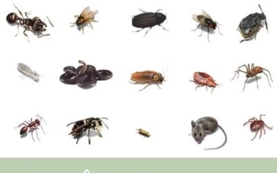 Dedetização no Verão