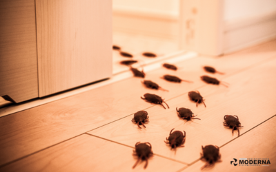 Como está sua manutenção em pragas ?